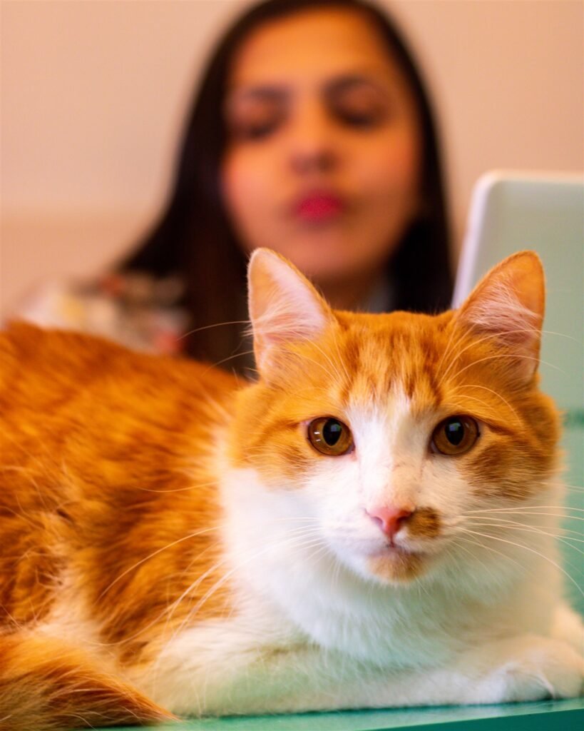Gato de pelagem laranja e branca na mesa de atendimento